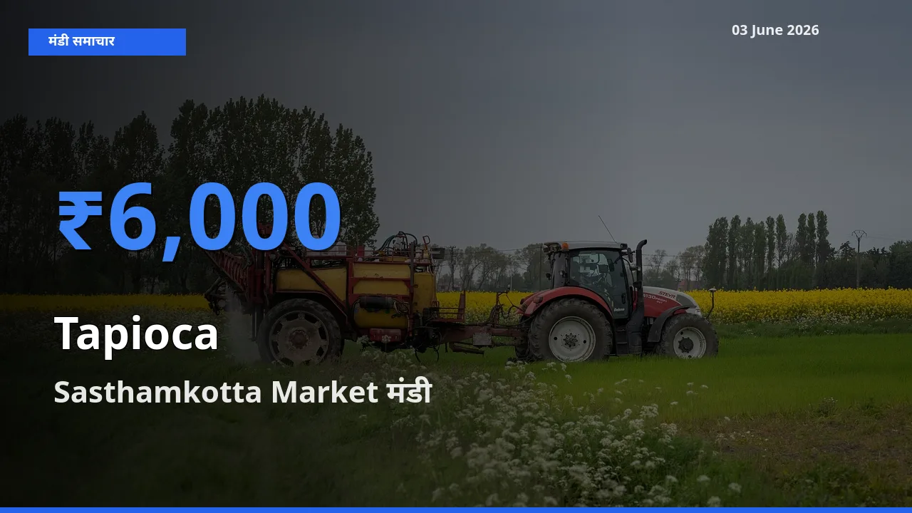 टॉप मंडी बना Sasthamkotta Market! साबूदाना के सबसे ऊँचे दाम यहीं दर्ज