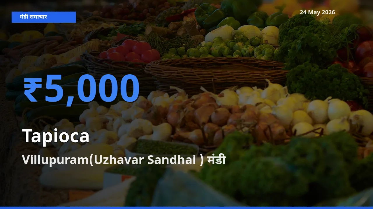 Villupuram(Uzhavar Sandhai ) मंडी में आज साबूदाना के सबसे ऊँचे दाम दर्ज