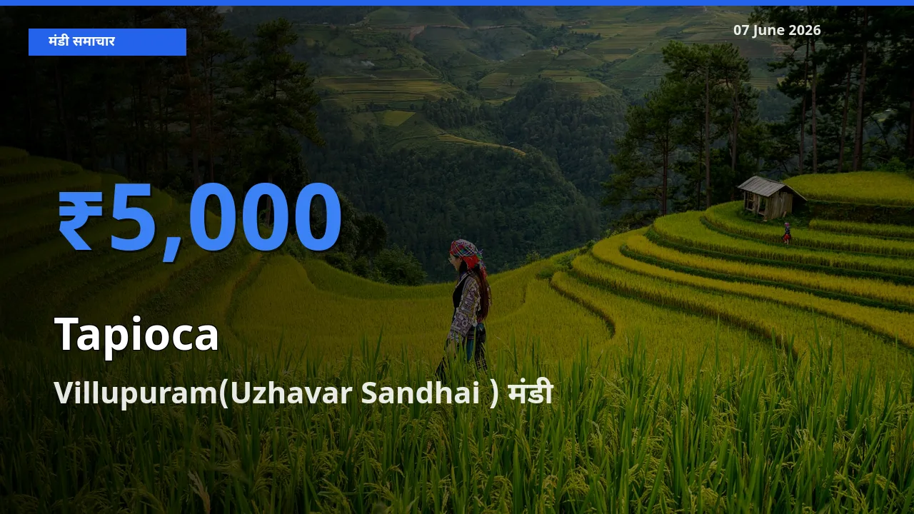 Villupuram(Uzhavar Sandhai ) मंडी में साबूदाना ₹5,000 पर पहुँचा – आज का सर्वोच्च भाव