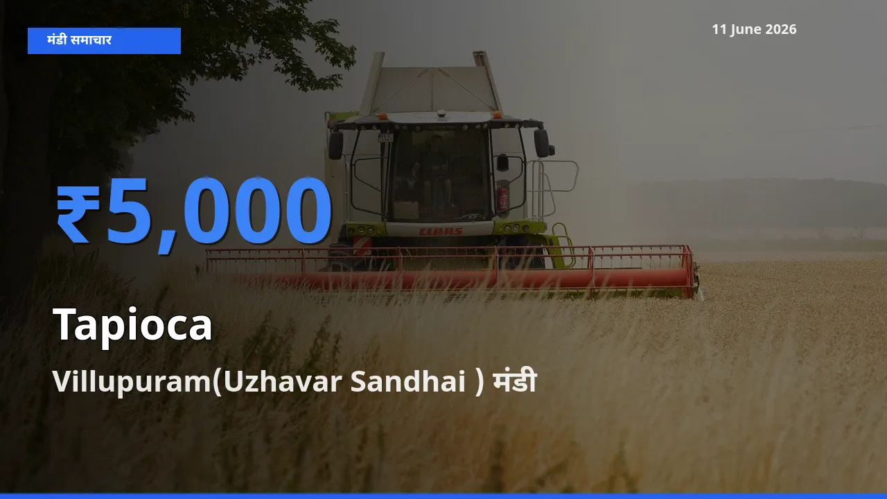 बाज़ार संकेत: Villupuram(Uzhavar Sandhai ) बना साबूदाना के लिए आज की टॉप मंडी