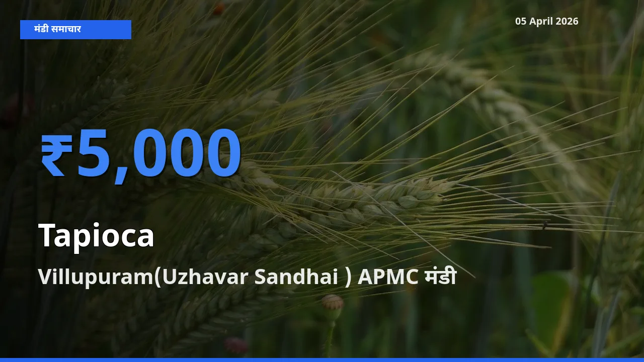 05 April अपडेट: साबूदाना के सबसे ऊँचे दाम Villupuram(Uzhavar Sandhai ) APMC मंडी में