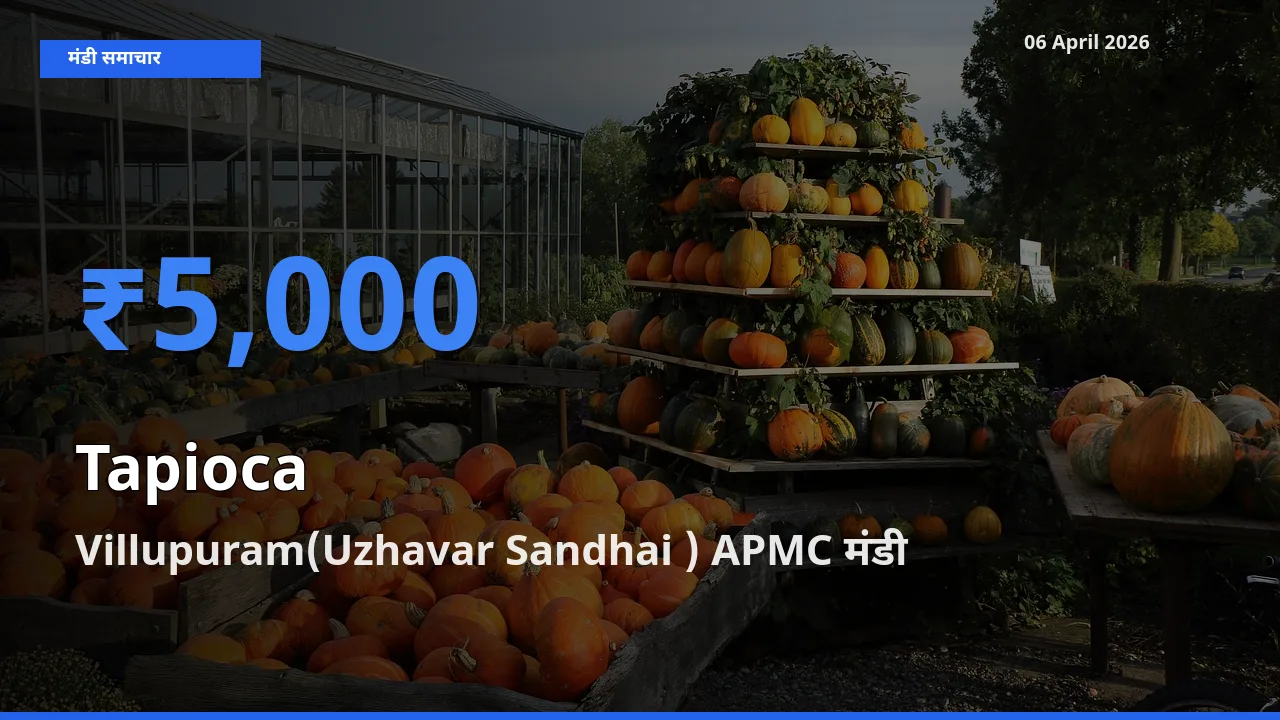 बाज़ार संकेत: Villupuram(Uzhavar Sandhai ) APMC बना साबूदाना के लिए आज की टॉप मंडी