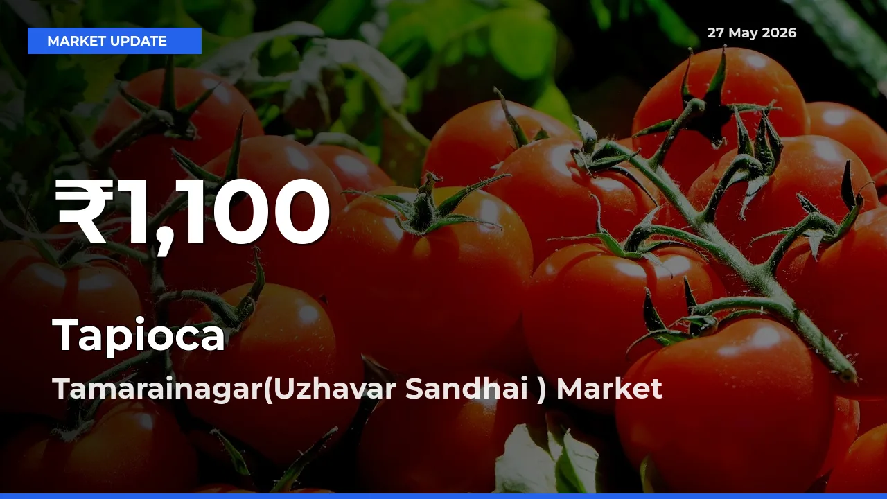 Tapioca Falls to ₹1,100 in Tamarainagar(Uzhavar Sandhai ) – 30-Day Lowest Rate