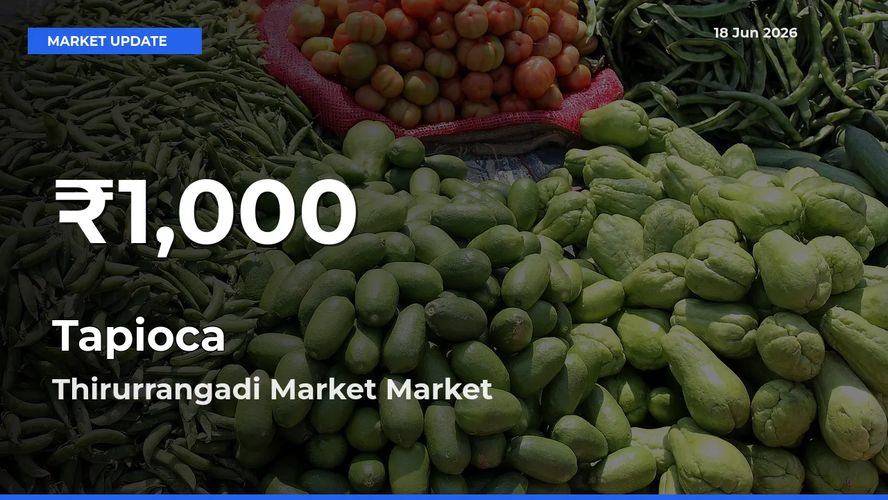 Farmers Concerned as Tapioca Hits 30-Day Low in Thirurrangadi Market