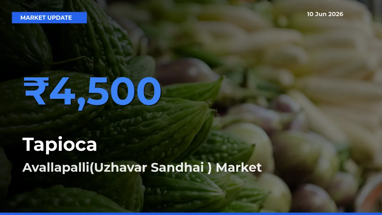 Avallapalli(Uzhavar Sandhai ) Tops Tapioca Rates – June 10 Market Update