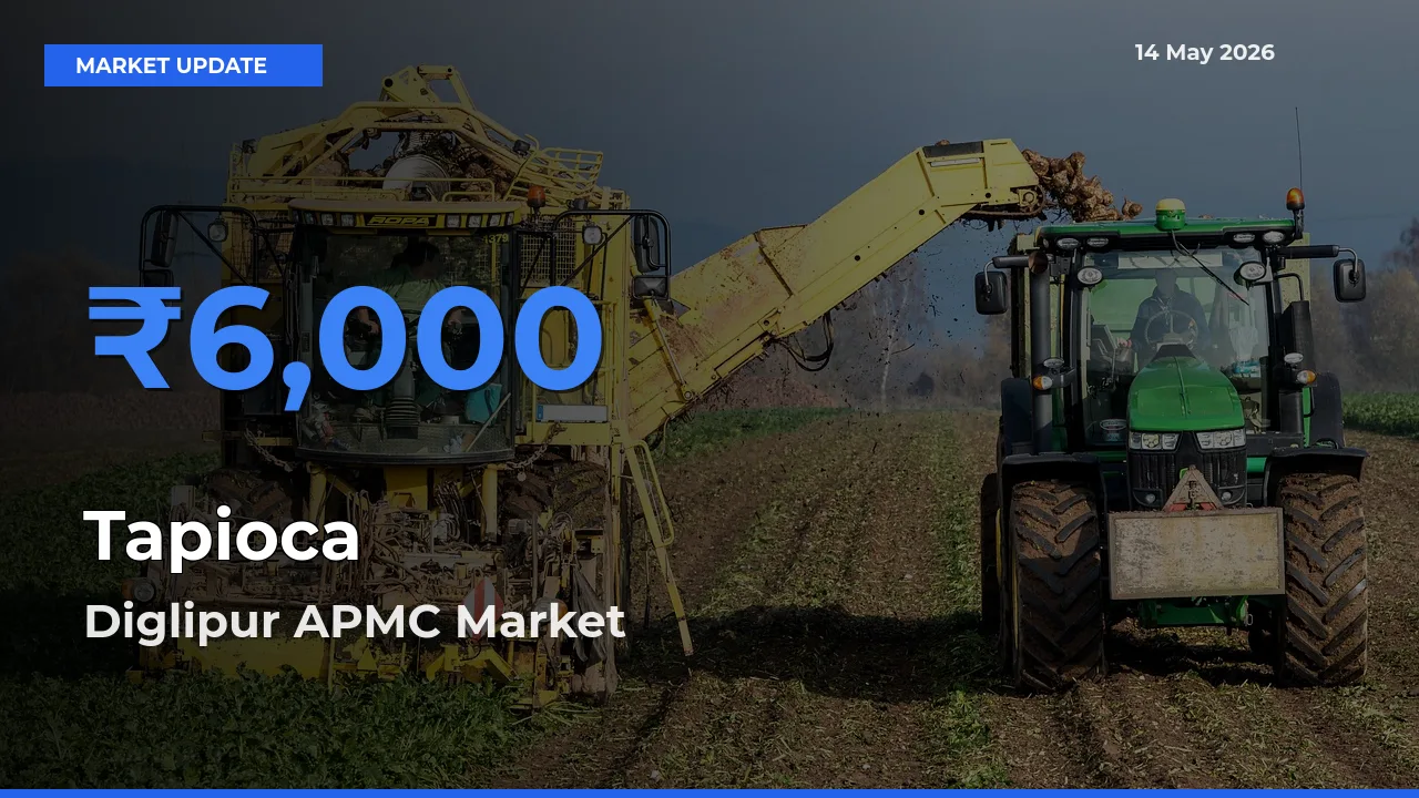 Farmers Prefer Diglipur APMC as Tapioca Hits Highest Rate