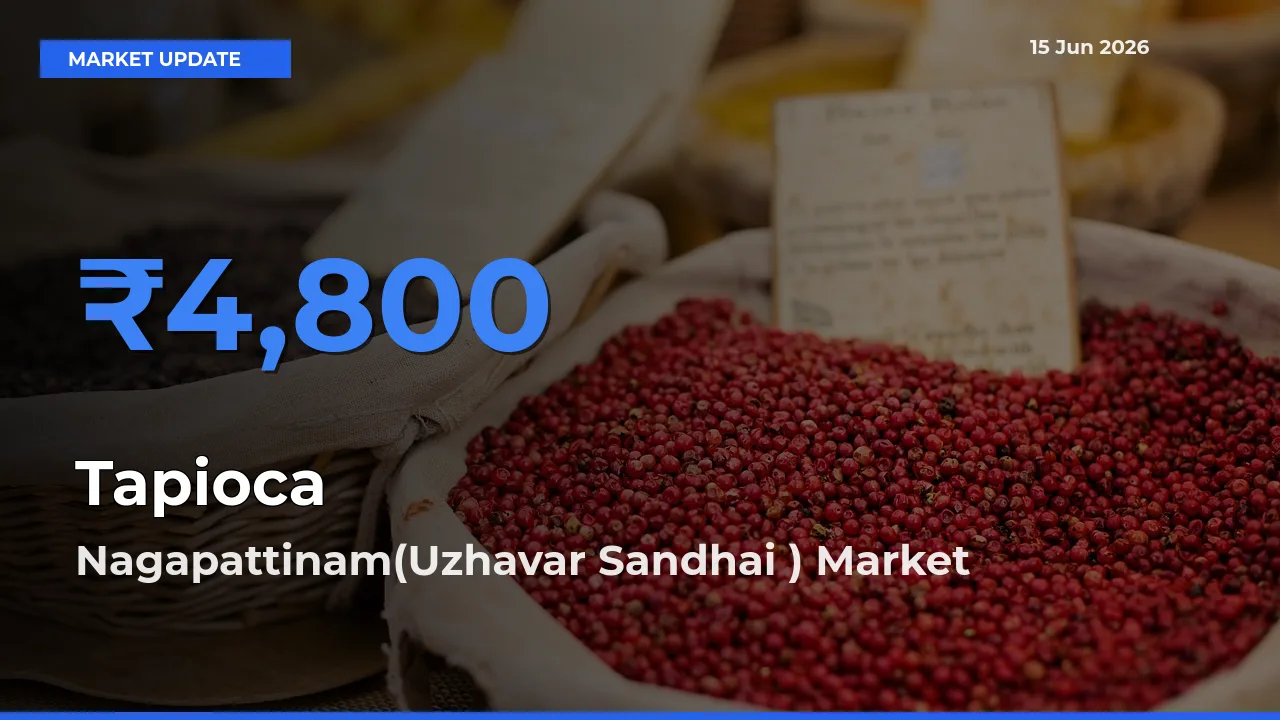 Nagapattinam(Uzhavar Sandhai ) Leads as Top Mandi for Tapioca Prices