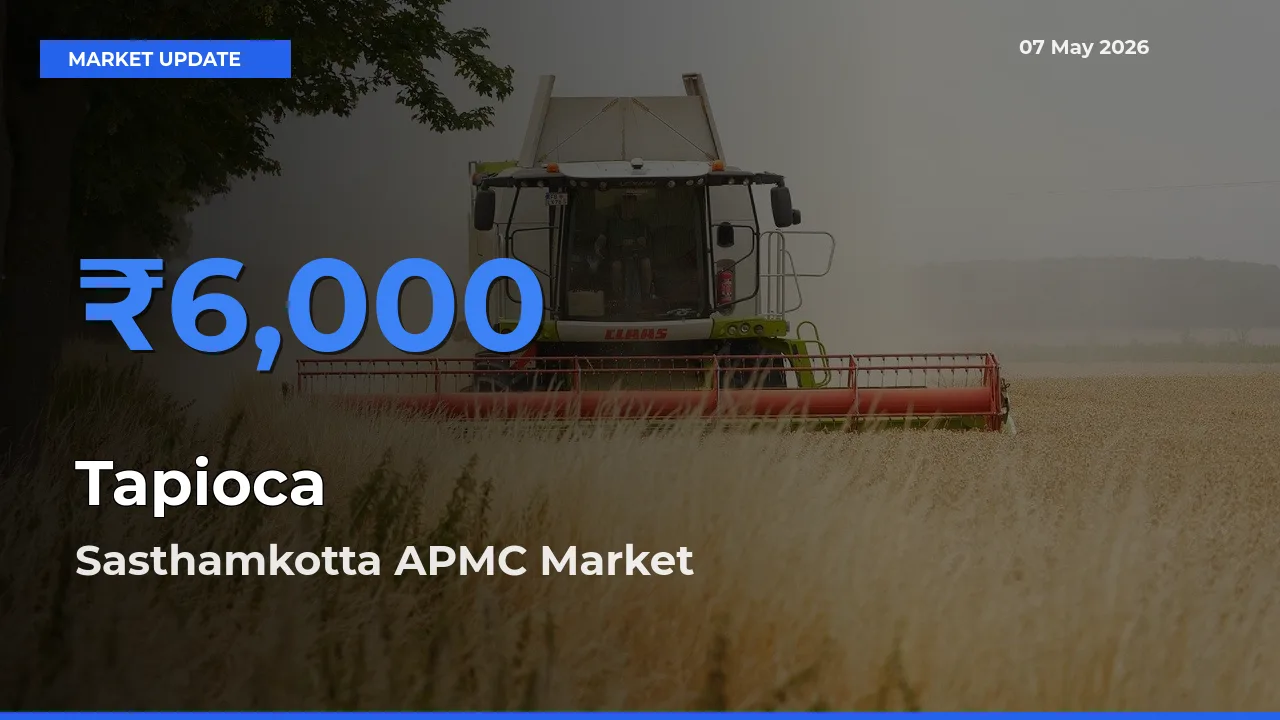 Sasthamkotta APMC Records Highest ₹6,000 Rate for Tapioca