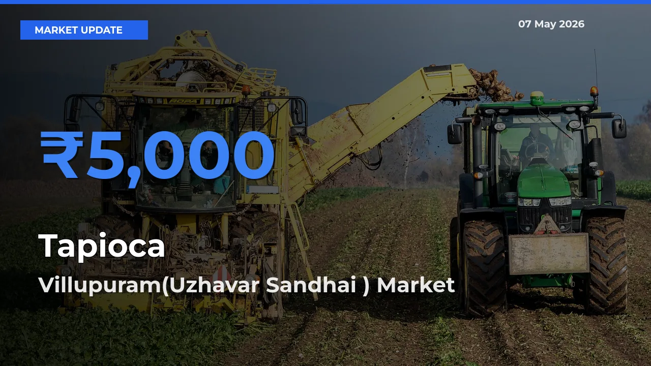 Farmers Prefer Villupuram(Uzhavar Sandhai ) as Tapioca Hits Highest Rate