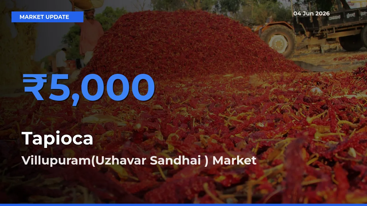 Market Watch: Villupuram(Uzhavar Sandhai ) Becomes Top Mandi for Tapioca
