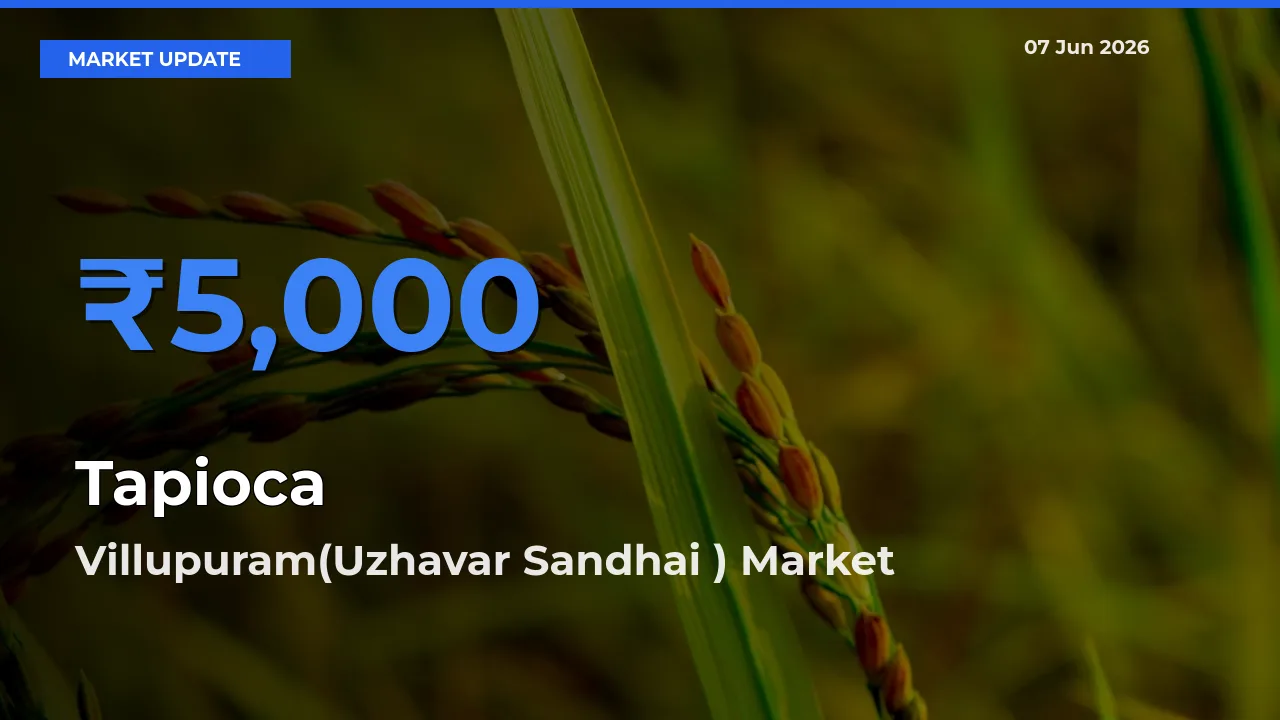 Villupuram(Uzhavar Sandhai ) Emerges as Top Mandi for Tapioca Prices Today