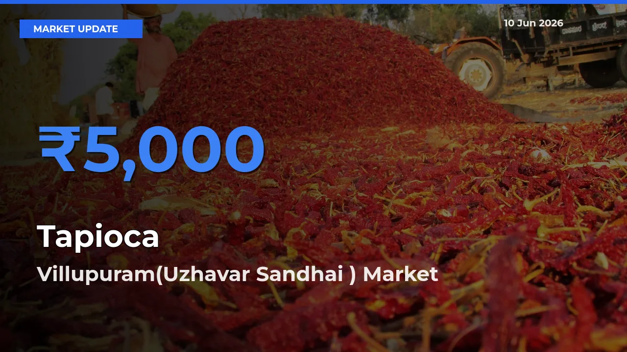 Villupuram(Uzhavar Sandhai ) Offers ₹5,000 – Highest Tapioca Rate Today