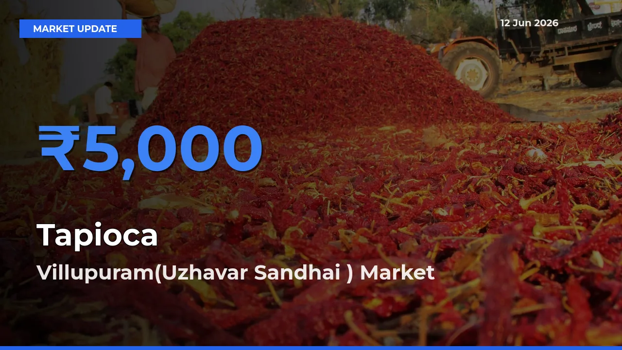Top Performer! Villupuram(Uzhavar Sandhai ) Offers Best Tapioca Price Today
