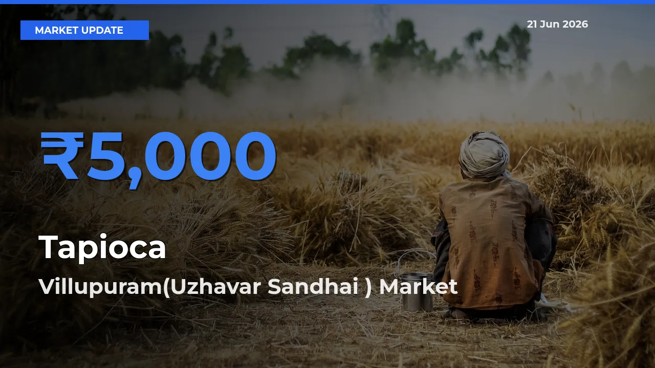 Villupuram(Uzhavar Sandhai ) Tops Tapioca Rates – June 21 Market Update