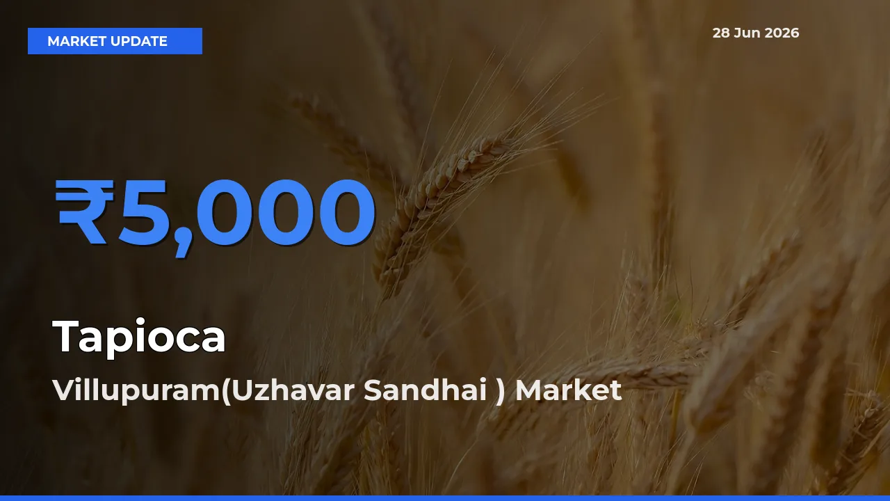 Tapioca Mandi Rate Today: Villupuram(Uzhavar Sandhai ) Tops the List