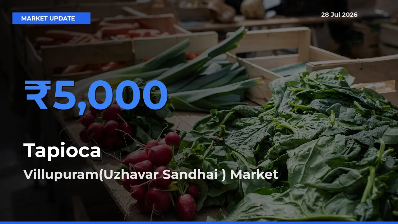 Top Performer! Villupuram(Uzhavar Sandhai ), Tamil Nadu Offers Best Tapioca Price Today
