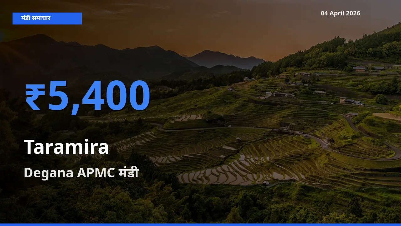 Degana APMC मंडी में आज तारामीरा के सबसे ऊँचे दाम दर्ज
