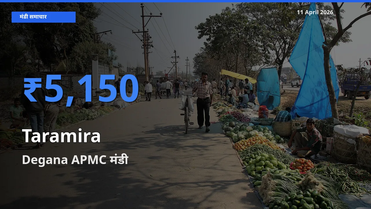 11 April अपडेट: तारामीरा के सबसे ऊँचे दाम Degana APMC मंडी में