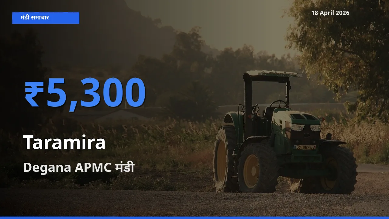 आज तारामीरा के सबसे ज़्यादा दाम Degana APMC मंडी में दर्ज