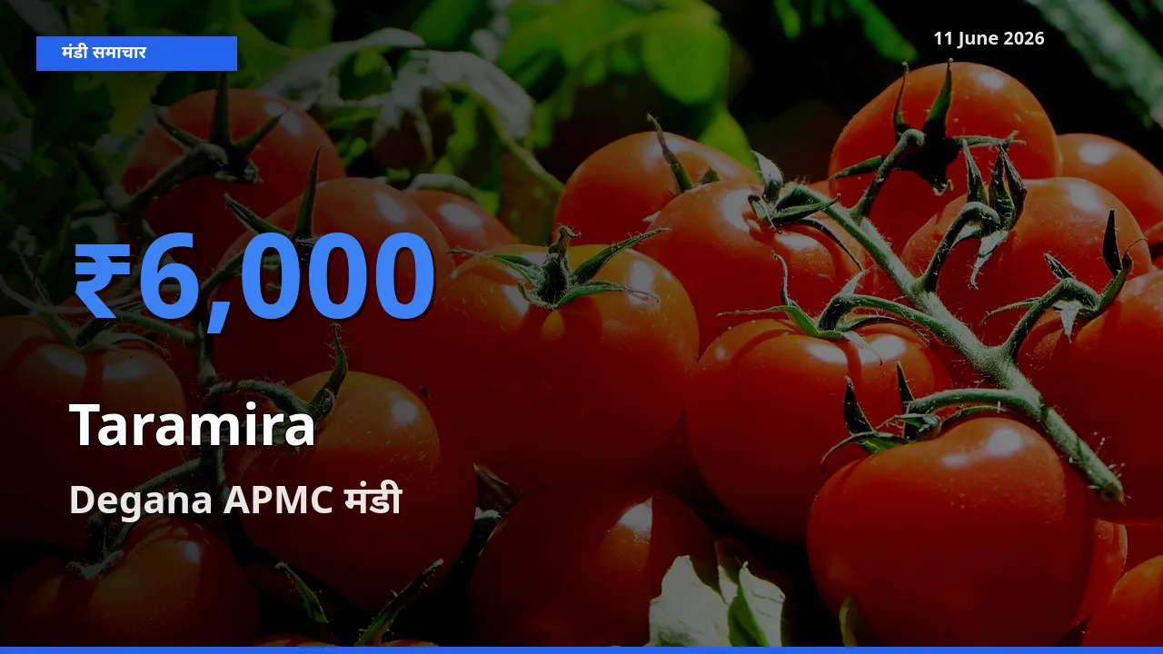 टॉप मंडी बना Degana APMC! तारामीरा के सबसे ऊँचे दाम यहीं दर्ज