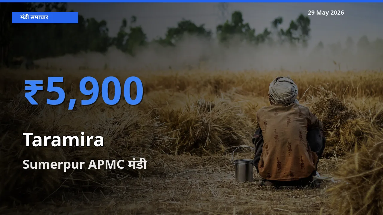 29 May अपडेट: तारामीरा के सबसे ऊँचे दाम Sumerpur APMC मंडी में