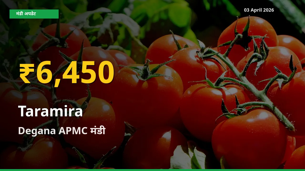 Degana APMC में तारामीरा ₹6,450 पर पहुँचा – अब तक का उच्चतम भाव