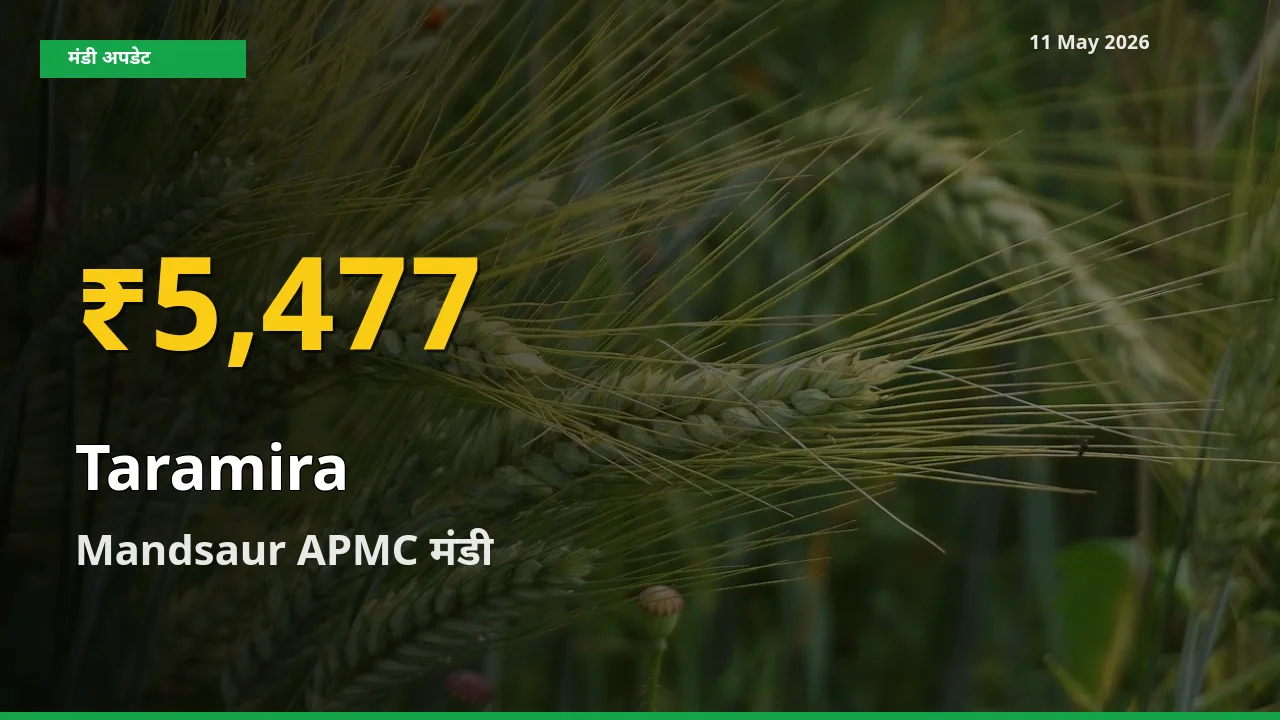 तारामीरा के दामों ने बनाया नया रिकॉर्ड, Mandsaur APMC में तेज़ी