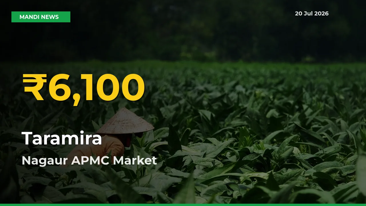 Taramira Price Rally Continues – Nagaur APMC Hits Fresh High Today