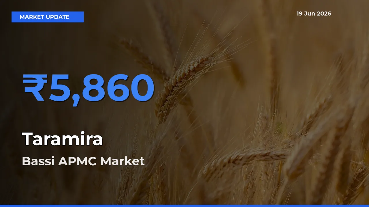 Farmers Prefer Bassi APMC as Taramira Hits Highest Rate