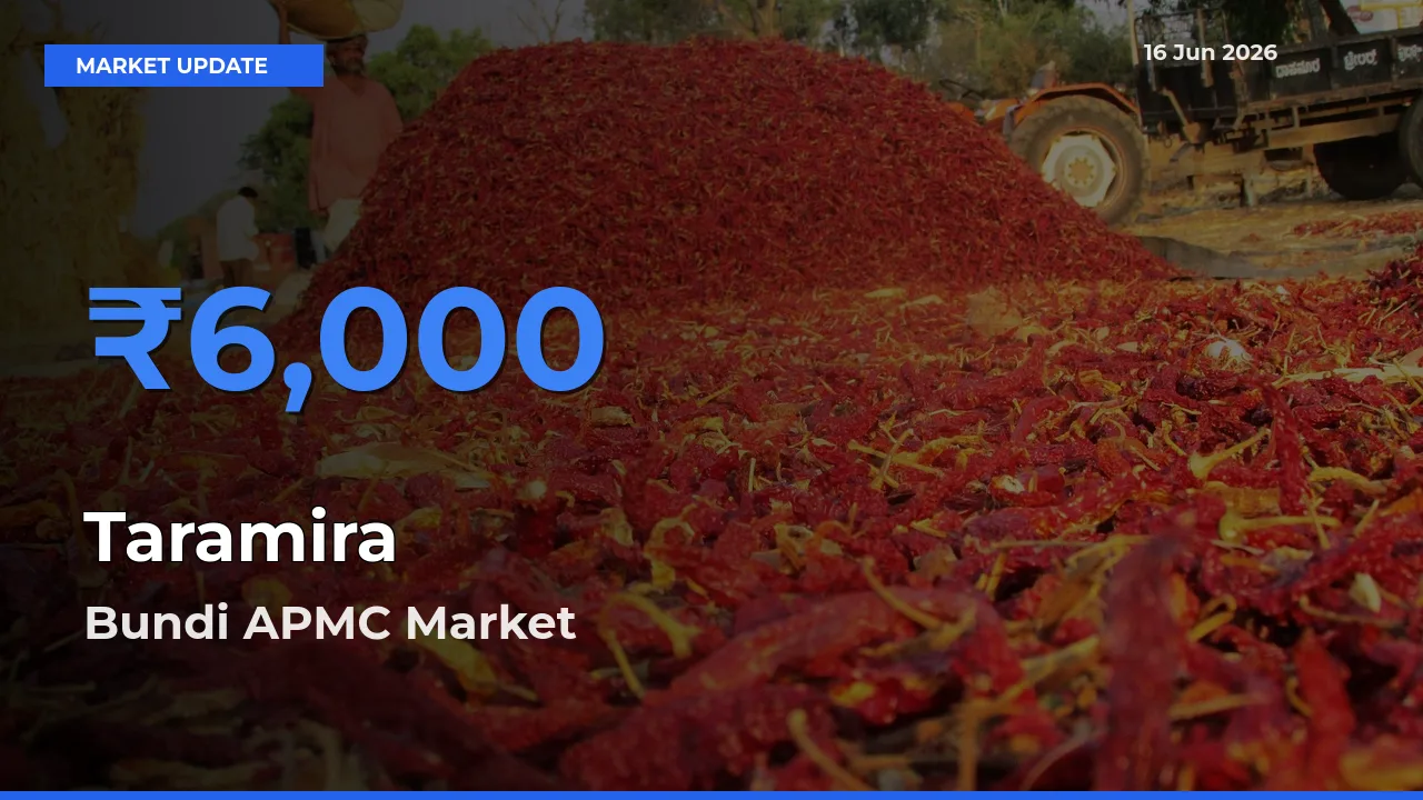 Bundi APMC Records Highest ₹6,000 Rate for Taramira