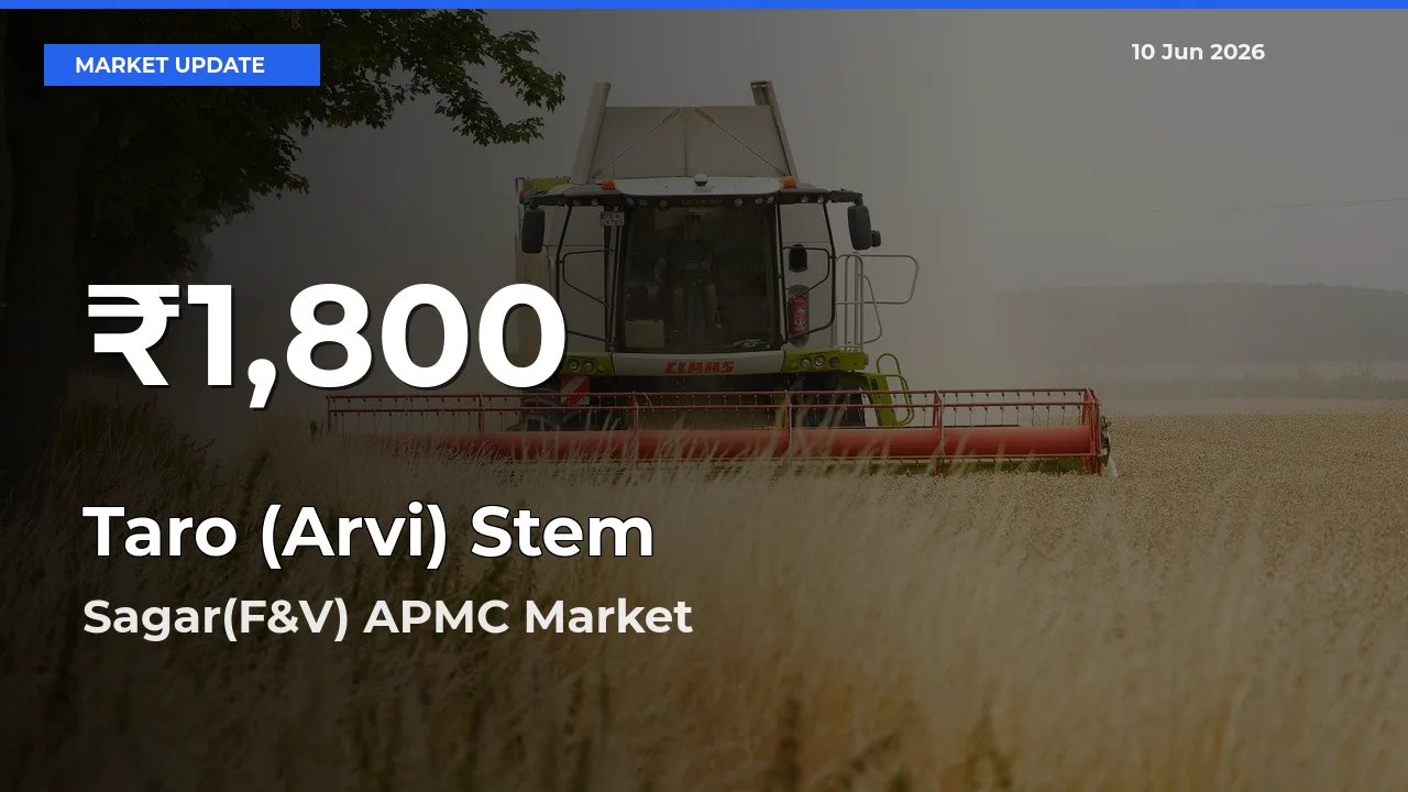 Taro (Arvi) Stem Hits 30-Day Low in Sagar(F&V) APMC