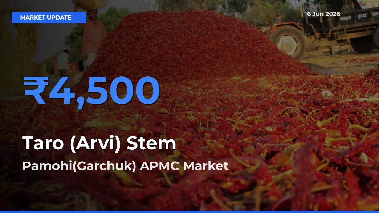 Top Performer! Pamohi(Garchuk) APMC Offers Best Taro (Arvi) Stem Price Today