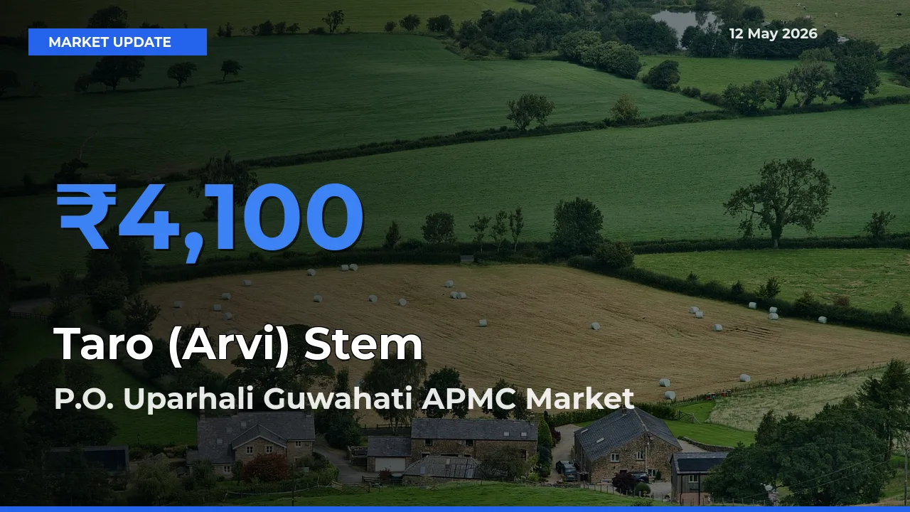 P.O. Uparhali Guwahati APMC Tops Taro (Arvi) Stem Mandi Rates Today