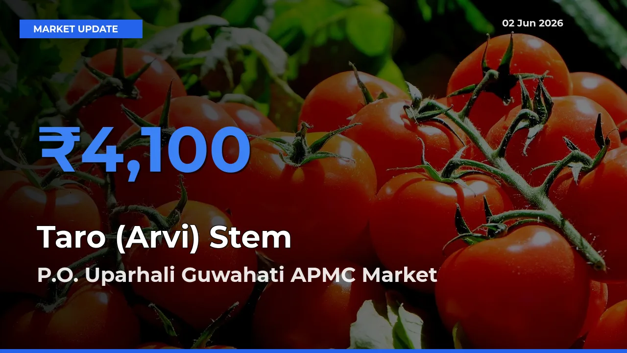 Market Watch: P.O. Uparhali Guwahati APMC Becomes Top Mandi for Taro (Arvi) Stem