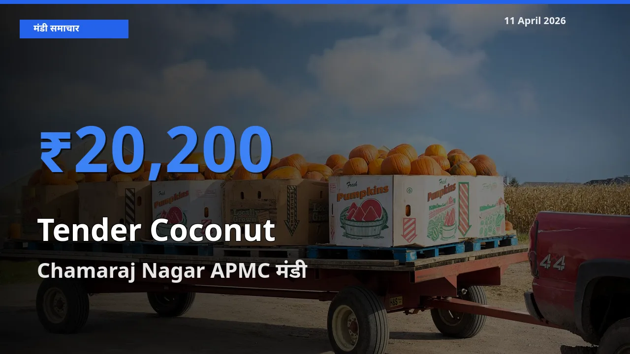 Chamaraj Nagar APMC में कच्चा नारियल का आज सबसे ऊँचा भाव
