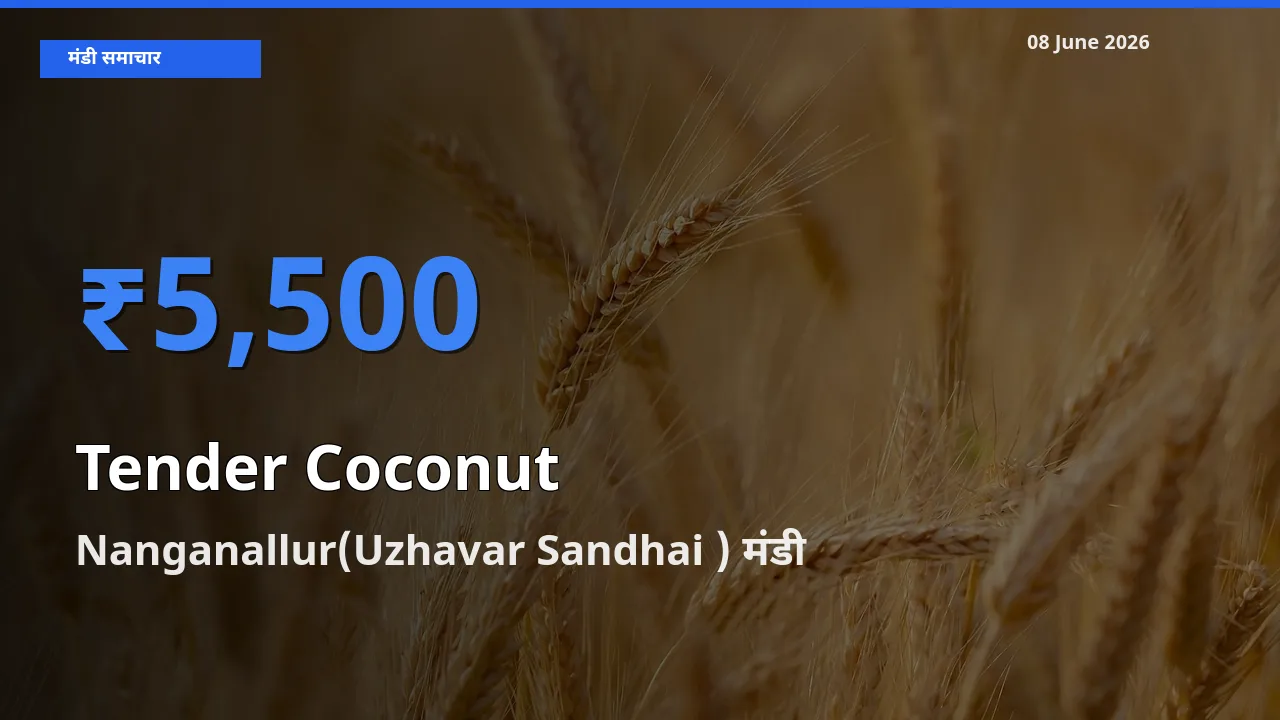 आज कच्चा नारियल के सबसे ज़्यादा दाम Nanganallur(Uzhavar Sandhai ) मंडी में दर्ज