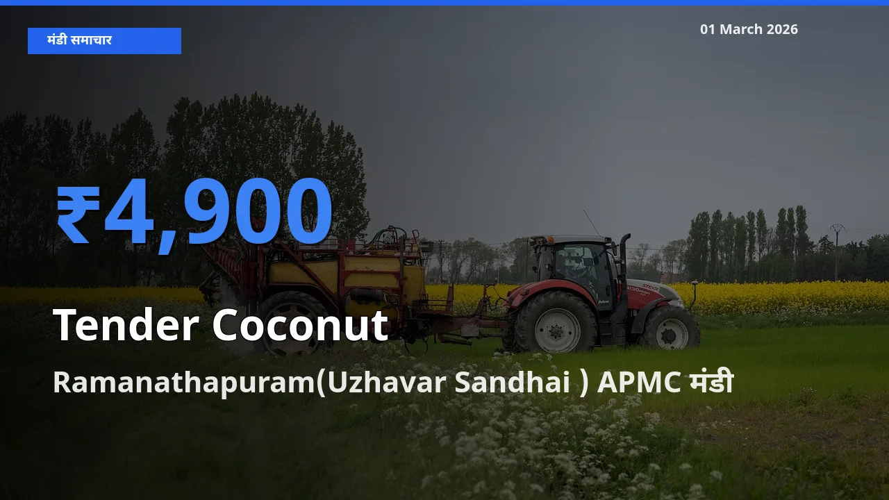 किसानों की पसंद बना Ramanathapuram(Uzhavar Sandhai ) APMC, Tender Coconut के सबसे अच्छे दाम
