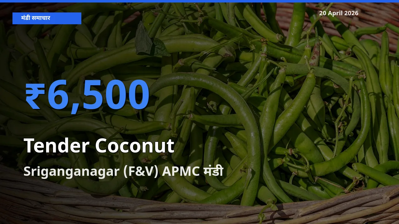Sriganganagar (F&V) APMC मंडी में आज कच्चा नारियल के सबसे ऊँचे दाम दर्ज