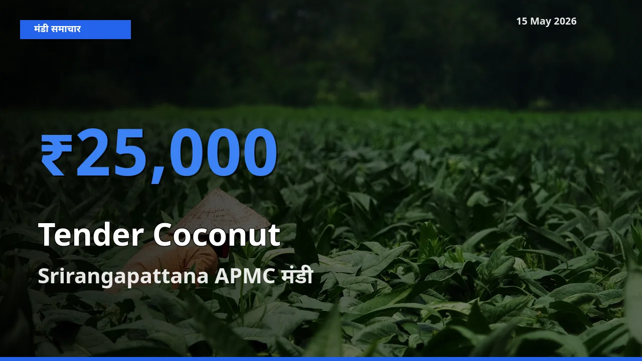 आज कच्चा नारियल के सबसे ऊँचे दाम ₹25,000 Srirangapattana APMC मंडी में