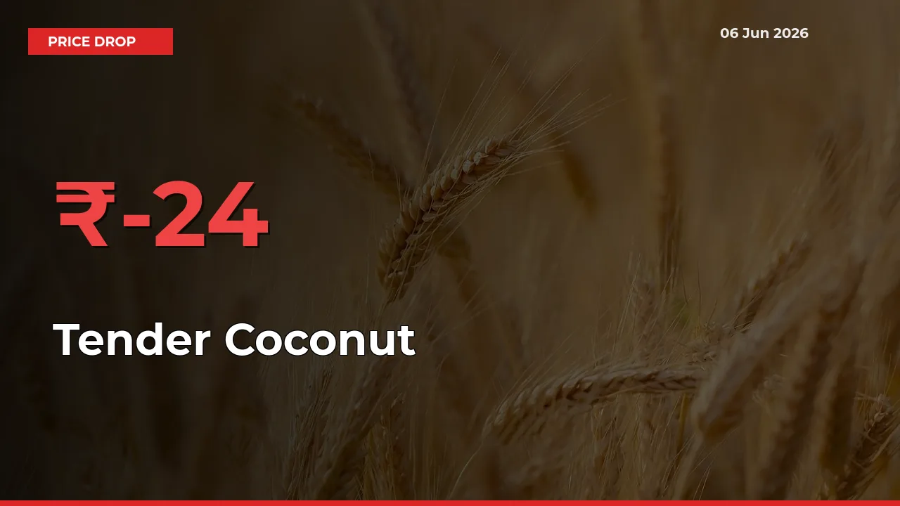 Sharp Fall! Tender Coconut Prices Plunge 24.34% in a Day at Key Mandis