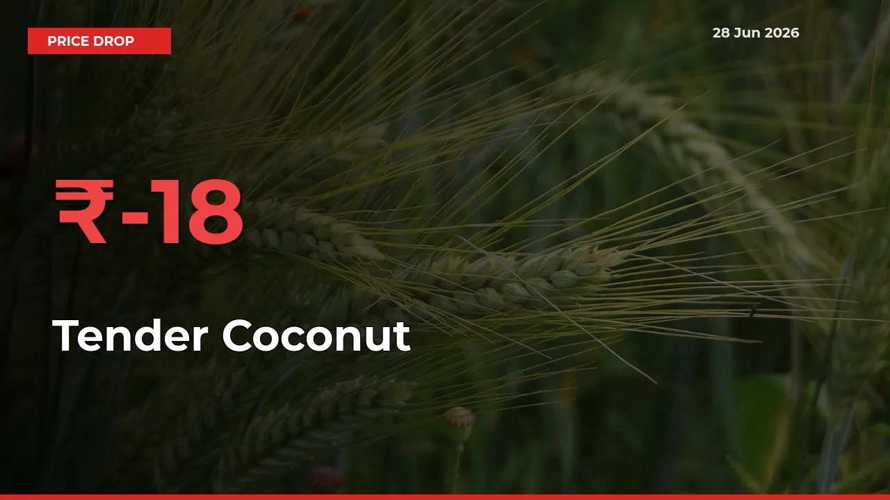 18.45% Drop in Tender Coconut Prices – Mandi Sees Sudden Fall