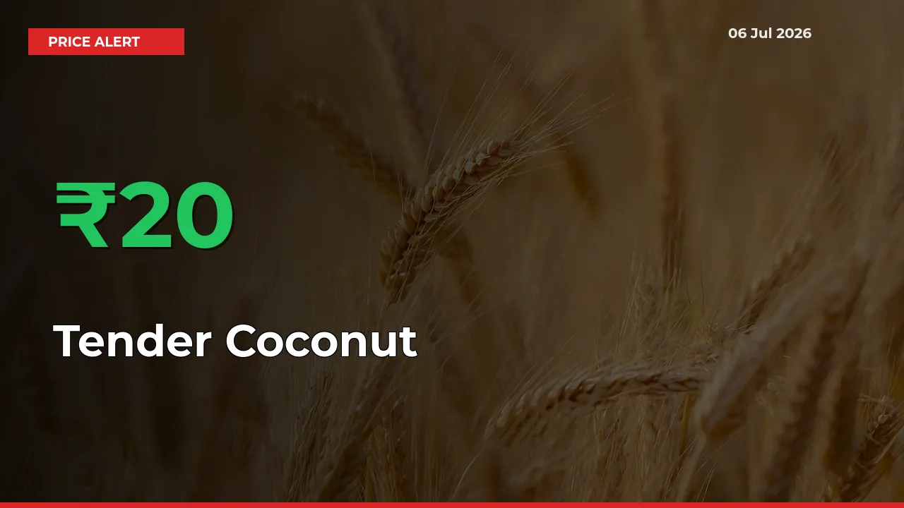 Sudden 20.49% Rally in Tender Coconut Prices Across Mandis