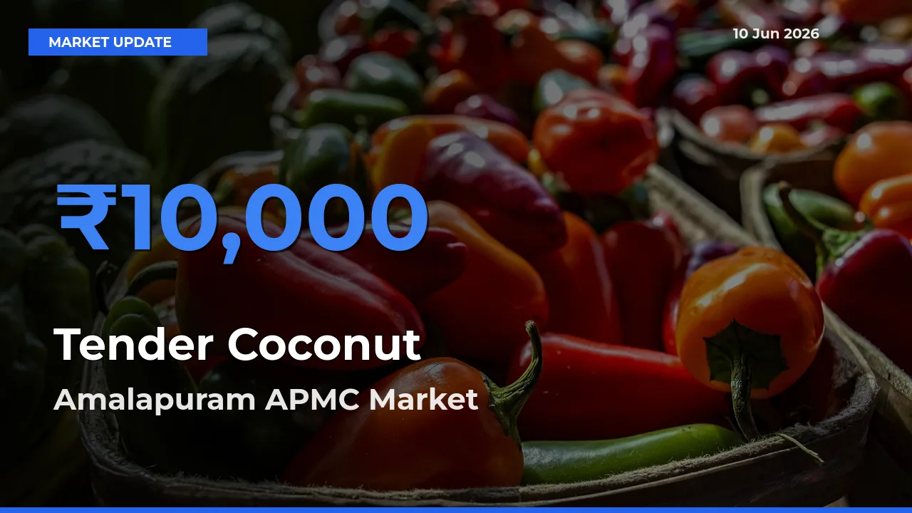 Amalapuram APMC Tops Tender Coconut Rates – June 10 Market Update