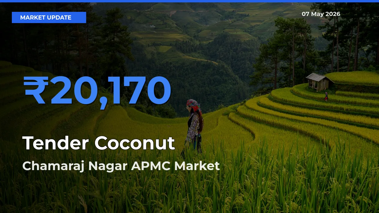 Chamaraj Nagar APMC Tops Tender Coconut Mandi Rates Today