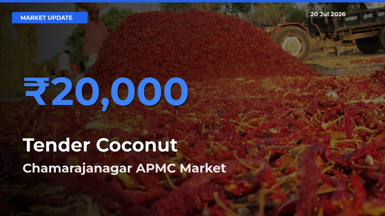 Chamarajanagar APMC Offers ₹20,000 – Highest Tender Coconut Rate Today
