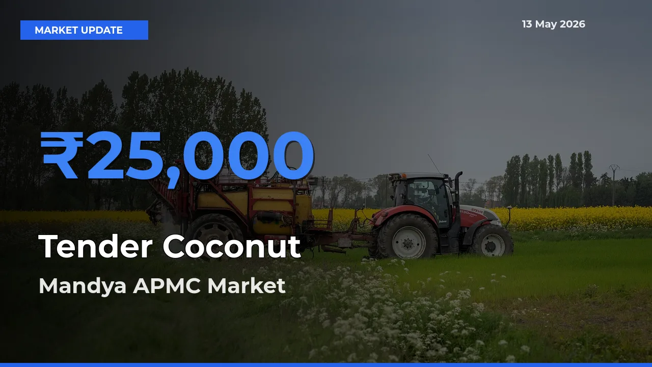 Tender Coconut Mandi Rate Today: Mandya APMC Tops the List