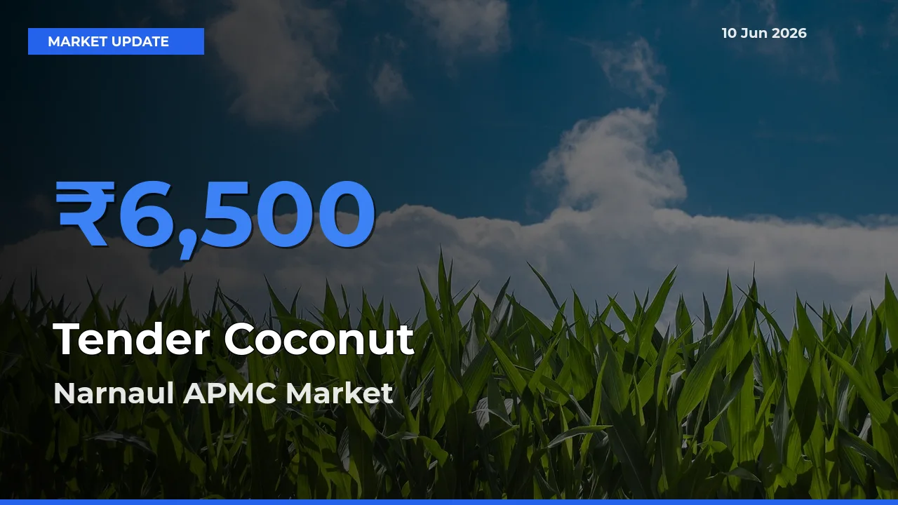 Narnaul APMC Emerges as Top Mandi for Tender Coconut Prices Today