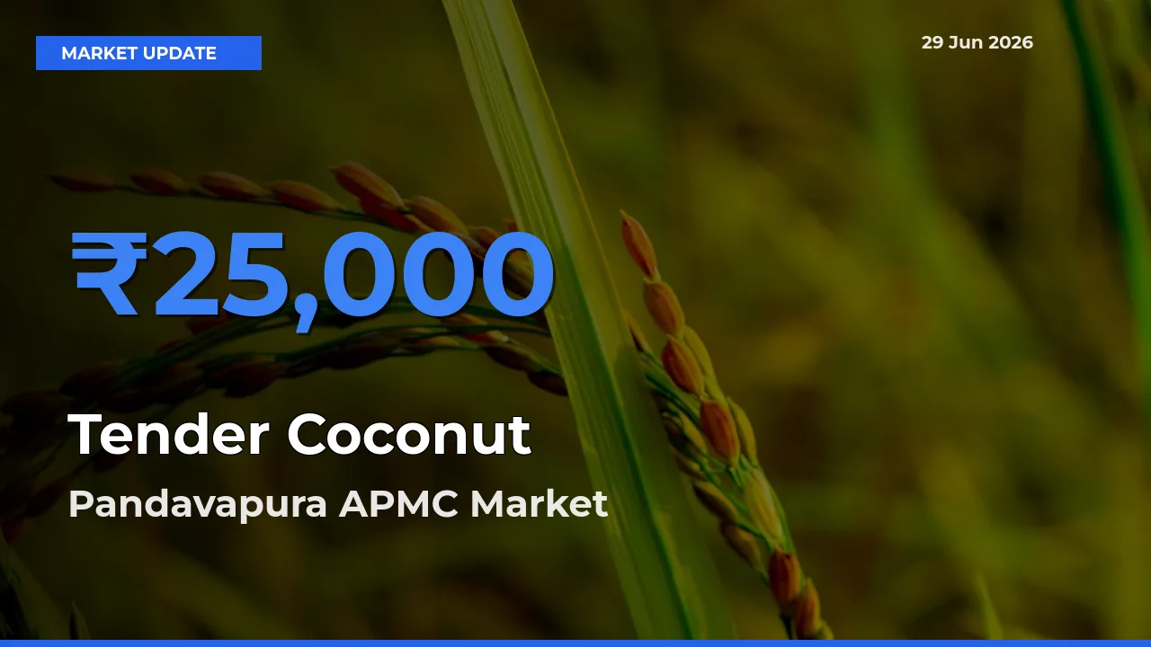 Pandavapura APMC Tops Tender Coconut Rates – June 29 Market Update