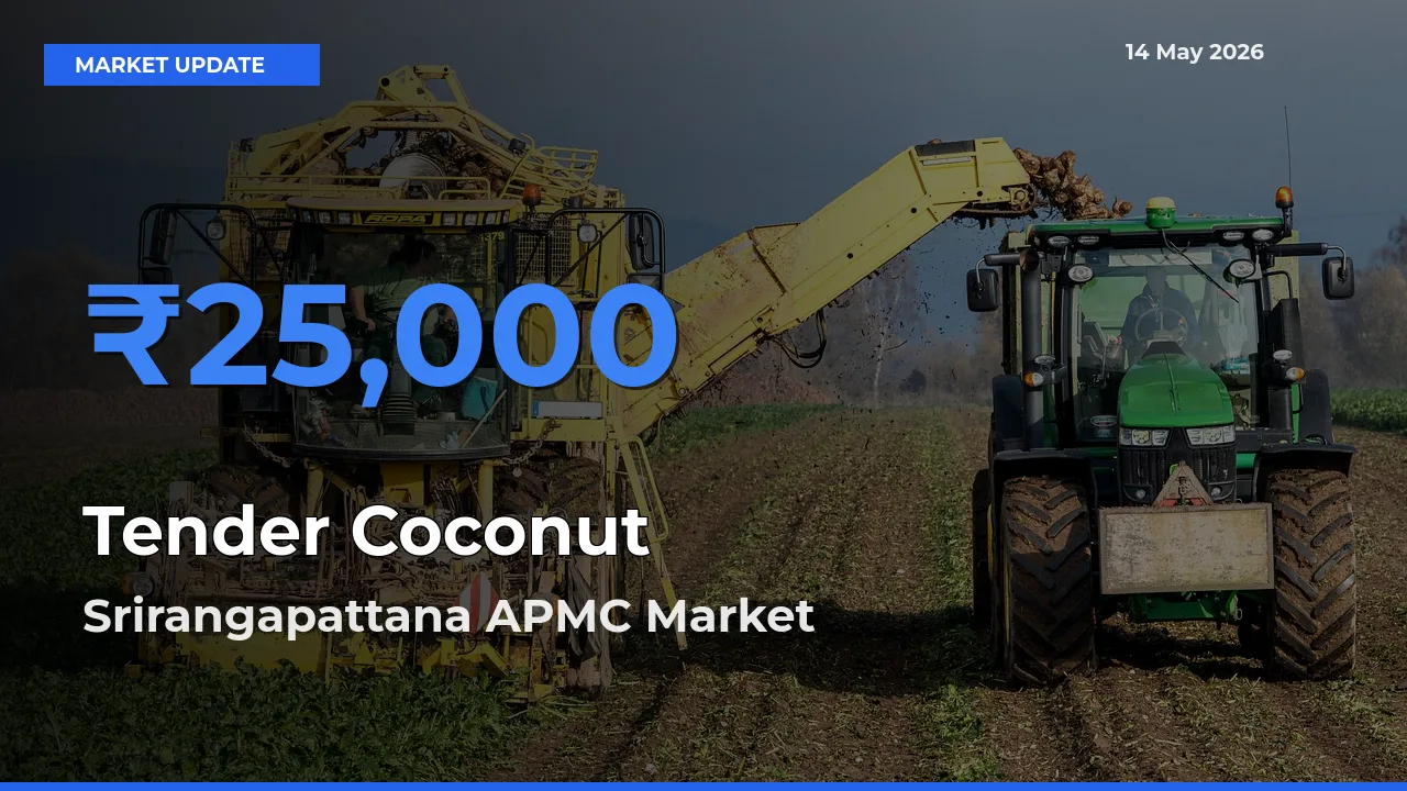 Market Watch: Srirangapattana APMC Becomes Top Mandi for Tender Coconut