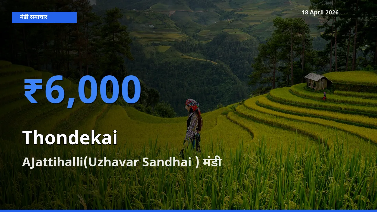 आज कुंदरू के सबसे ज़्यादा दाम AJattihalli(Uzhavar Sandhai ) मंडी में दर्ज